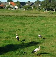 Bild zu Ein Besuch im Storchendorf Bergenhusen