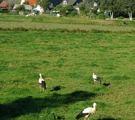 Bild zu Ein Besuch im Storchendorf Bergenhusen